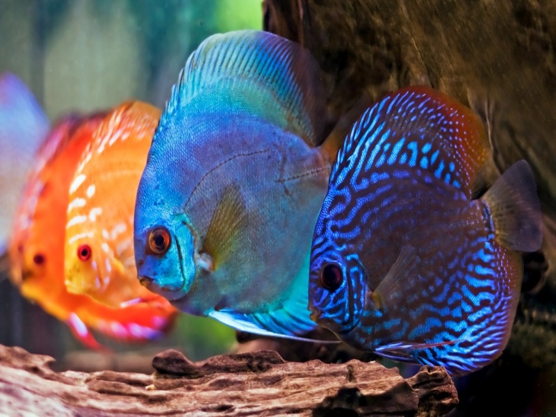 most beautiful fish in the world  -  Symphysodon Discus