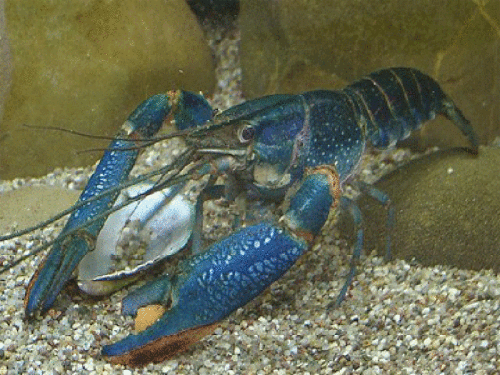 blue_lobster