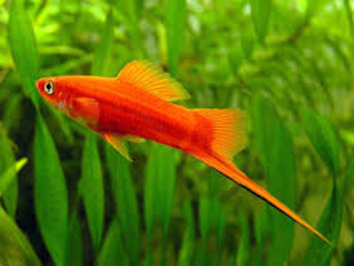 red sword fish